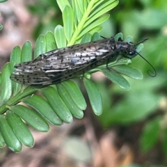 Archichauliodes (Riekochauliodes) guttiferus (Dobsonfly or Fishfly) at Acton, ACT - 11 Jan 2024 by YellowButton