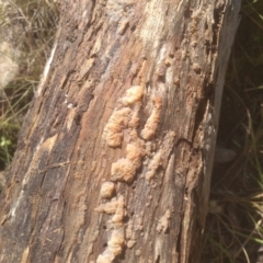 Tremella sp. at Cooma North Ridge Reserve - 11 Jan 2024