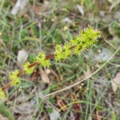 Acaena sp. (A Sheep's Burr) at Rugosa - 10 Jan 2024 by SenexRugosus