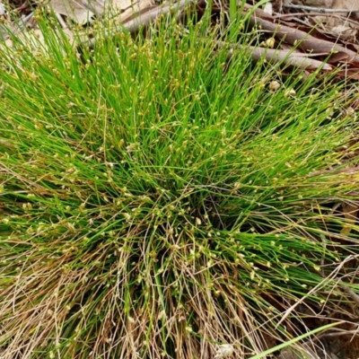 Isolepis cernua (Slender Clubrush) at Rugosa - 10 Jan 2024 by SenexRugosus