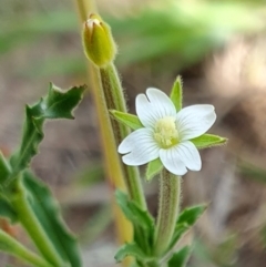 Epilobium hirtigerum (Hairy Willowherb) at Rugosa - 10 Jan 2024 by SenexRugosus