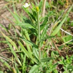 Epilobium hirtigerum at Rugosa - 11 Jan 2024