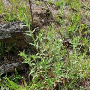 Epilobium hirtigerum at Rugosa - 11 Jan 2024