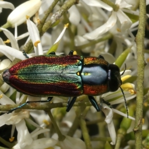 Selagis caloptera at Mount Ainslie - 10 Jan 2024