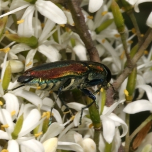 Selagis caloptera at Mount Ainslie - 10 Jan 2024