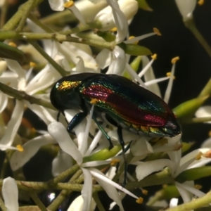 Selagis caloptera at Mount Ainslie - 10 Jan 2024