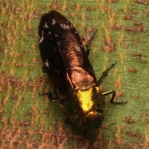 Diphucrania marmorata at Mount Ainslie - 10 Jan 2024