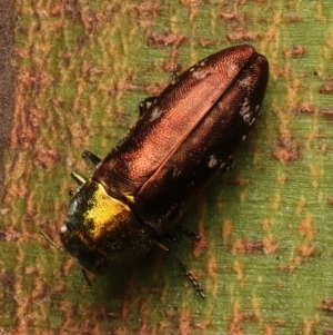 Diphucrania marmorata at Mount Ainslie - 10 Jan 2024