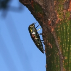 Diphucrania marmorata at Mount Ainslie - 10 Jan 2024