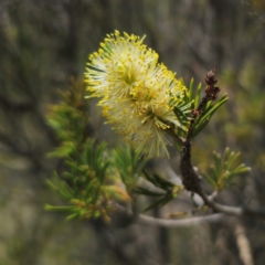 Callistemon pityoides at QPRC LGA - 11 Jan 2024