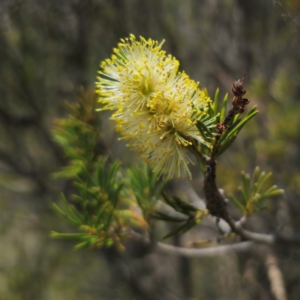 Callistemon pityoides at QPRC LGA - 11 Jan 2024 12:40 PM