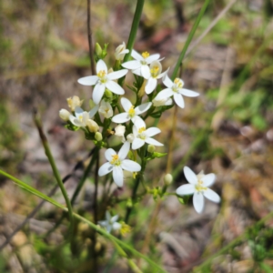 Centaurium sp. at QPRC LGA - 11 Jan 2024