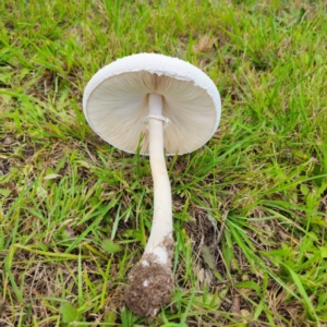 Macrolepiota dolichaula at Tarago, NSW - 11 Jan 2024