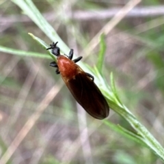 Bibio imitator (Garden maggot) at Mount Ainslie - 29 Dec 2023 by Pirom