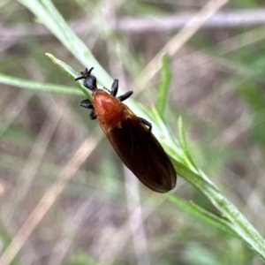 Bibio imitator at Mount Ainslie - 29 Dec 2023 04:40 PM