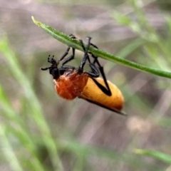 Bibio imitator at Mount Ainslie - 29 Dec 2023 04:40 PM