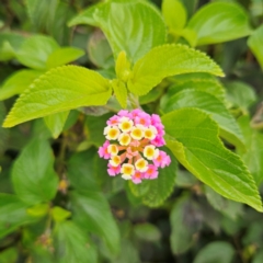 Lantana camara (Lantana) at Shell Cove, NSW - 11 Jan 2024 by MatthewFrawley