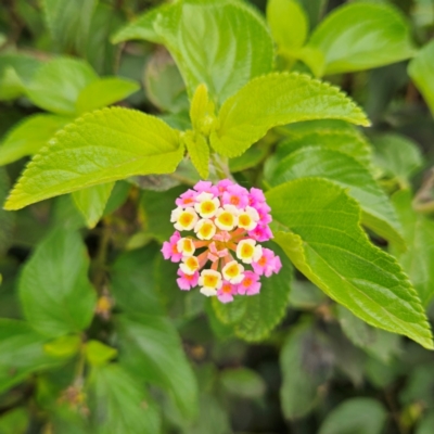 Lantana camara (Lantana) at Shell Cove, NSW - 10 Jan 2024 by MatthewFrawley