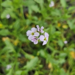 Cakile maritima (Sea Rocket) at Shell Cove, NSW - 10 Jan 2024 by MatthewFrawley