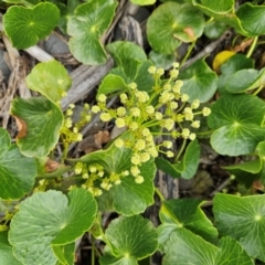 Hydrocotyle bonariensis (Pennywort) at Shell Cove, NSW - 10 Jan 2024 by MatthewFrawley