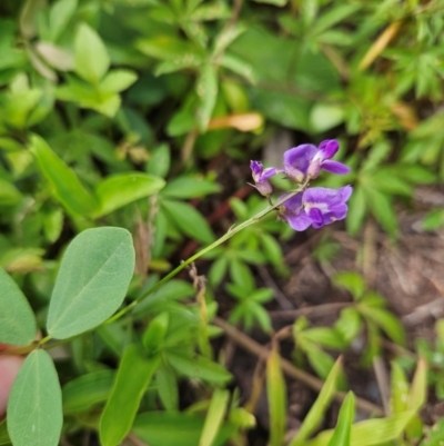 Glycine tabacina (Variable Glycine) at Shell Cove, NSW - 11 Jan 2024 by MatthewFrawley