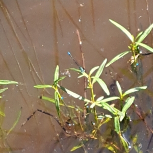 Coenagrionidae (family) at Mount Ainslie - 11 Jan 2024