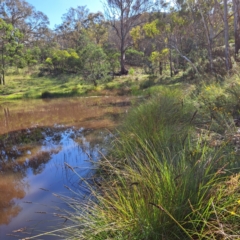 Carex appressa (Tall Sedge) at Mount Ainslie - 11 Jan 2024 by abread111