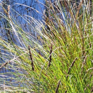 Carex appressa at Mount Ainslie - 11 Jan 2024