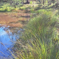 Carex appressa at Mount Ainslie - 11 Jan 2024