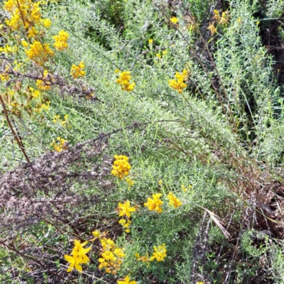 Chrysocephalum semipapposum (Clustered Everlasting) at Mount Ainslie - 11 Jan 2024 by abread111