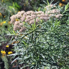 Cassinia longifolia (Shiny Cassinia, Cauliflower Bush) at Mount Ainslie - 11 Jan 2024 by abread111