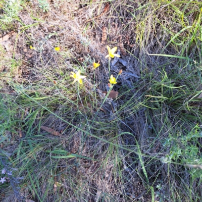 Tricoryne elatior (Yellow Rush Lily) at Mount Ainslie - 11 Jan 2024 by abread111