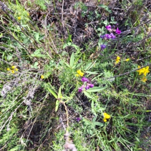 Glycine tabacina at Mount Ainslie - 11 Jan 2024 05:00 PM