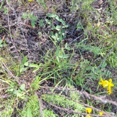 Glycine tabacina at Mount Ainslie - 11 Jan 2024