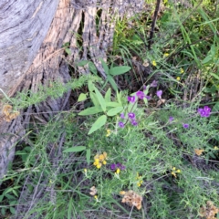 Glycine tabacina at Mount Ainslie - 11 Jan 2024