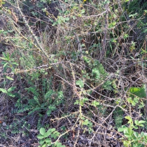 Rosa sp. at Mount Ainslie - 11 Jan 2024