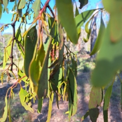 Amyema miquelii (Box Mistletoe) at Mount Ainslie - 11 Jan 2024 by abread111