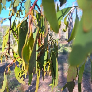 Amyema miquelii at Mount Ainslie - 11 Jan 2024