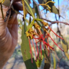 Amyema miquelii at Mount Ainslie - 11 Jan 2024 05:10 PM