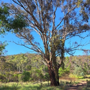 Eucalyptus melliodora at Mount Ainslie - 11 Jan 2024 05:11 PM