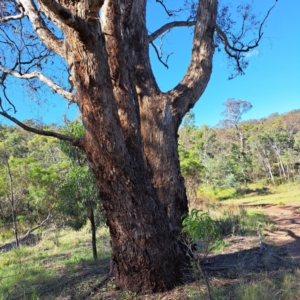 Eucalyptus melliodora at Mount Ainslie - 11 Jan 2024 05:11 PM