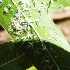 Protyora sterculiae (Kurrajong star psyllid) at Acton, ACT - 11 Jan 2024 by HelenCross