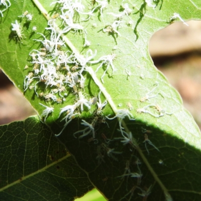 Protyora sterculiae (Kurrajong star psyllid) at Acton, ACT - 11 Jan 2024 by HelenCross