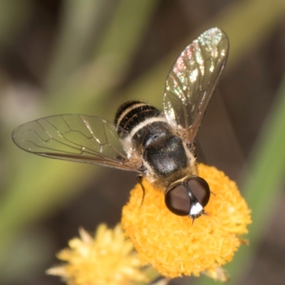 Villa sp. (genus) (Unidentified Villa bee fly) at Latham, ACT - 10 Jan 2024 by kasiaaus