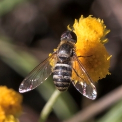 Villa sp. (genus) at Latham, ACT - 10 Jan 2024