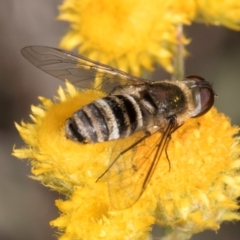 Villa sp. (genus) at Latham, ACT - 10 Jan 2024