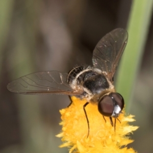 Villa sp. (genus) at Latham, ACT - 10 Jan 2024