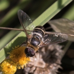 Villa sp. (genus) at Blue Devil Grassland, Umbagong Park (BDG) - 10 Jan 2024