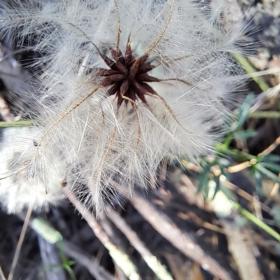 Clematis leptophylla (Small-leaf Clematis, Old Man's Beard) at Mount Ainslie - 11 Jan 2024 by abread111