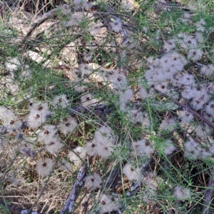 Clematis leptophylla at Mount Ainslie - 11 Jan 2024